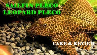 Sailfin Pleco  Leopard Pleco  Clown Pleco  Pterygoplichthys Gibbiceps [upl. by Torto]