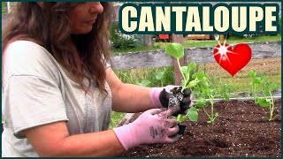 How To Plant Cantaloupe In Raised Beds And Containers [upl. by Eibrab]