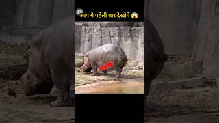 hippo ऐसे poop 💩 क्यों करता है 😱 amazingfacts animals factaholic shorts [upl. by Gierc]