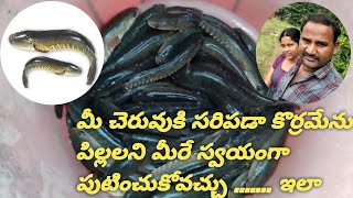 how prepare own murrel fish seed details 9493243217 [upl. by Wilkey178]