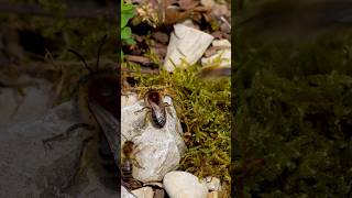 🐝 Des abeilles et une ruche souterraine  macro macrophotography nature bee abeille sony [upl. by Holcomb]