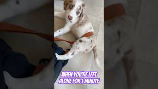 Left the kitchen for 1 minute… dogs doglover dog dogshorts puppy puppylife puppyvideos [upl. by Affer871]