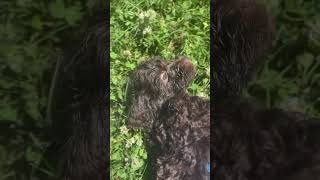 Labradoodle Puppies For Sale in Sacramento [upl. by Chang]