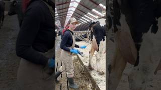 🐄 Cow Tail Trimming for Health Farm Girl Shows How Its Done ✂️ [upl. by Brnaby508]