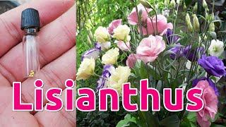 How to Grow Lisianthus from Seeds [upl. by Florian953]