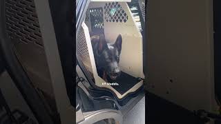 Police Dog Wont Stop Smiling Once Dad Mentions quotWorkquot  The Dodo [upl. by Pavior758]