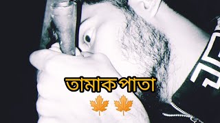 tamak pata তামাক পাতা 🍁🍁 2024 [upl. by Esdnyl339]