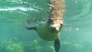 Schnorcheln Galapagos Seelöwen AquaSurround 1080p HD Gopro Entspannungsmusik [upl. by Gretel]