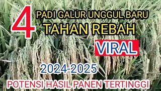 4 jenis padi Galur terbaik 20242025  potensi hasil tertinggi [upl. by Atipul]