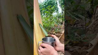 Solo girl Survival Water from banana tree survival outdoors [upl. by Oswal442]