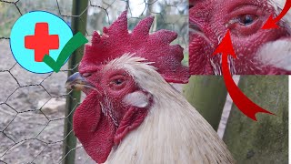 TUTO soigner l’œil de ma poule conjonctivitecoryza [upl. by Mintun197]