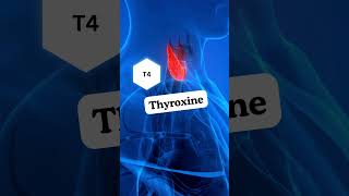 ROLE OF HORMONES IN HYPOTHYROIDISM [upl. by Neelyak]