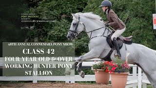 Class Forty Two Working Hunter Pony Stallion  98th Annual Connemara Pony Show [upl. by Melar]