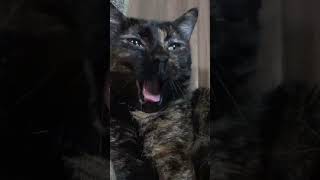 Beautiful Tortoiseshell Cat Relaxing in a Cat Scratcher Lounger Chair [upl. by Atwood]