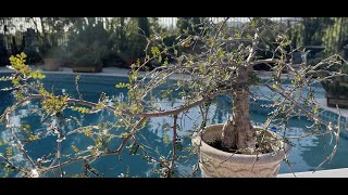 Operculicarya decaryi Bonsai Full of Seeds 🌳  Episode 18 [upl. by Waylon]