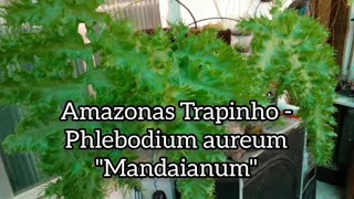 Phlebodium aureum quotMandaianumquot [upl. by Nannie]