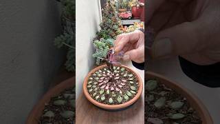 My Leaf Propagation Update 🪴🌿 succulents propagatesuculentas [upl. by Yerrot841]