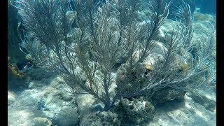 Pluma de Mar Gorgonacea Plume Coral [upl. by Nett]