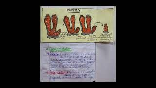 Reproduction in sponges educationalvideos [upl. by Lord]