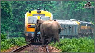 35 Terrifying Moments Of Animals Colliding With Trains  Hog Farm [upl. by Siladnerb]