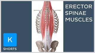 Paired erector spinae muscles mnemonic  Kenhub shorts [upl. by Maynard30]