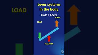 Shorts 60 Levers in the body and purposes Part 1 Class 1 Class 2 amp Class 3 levers with examples [upl. by Ayinat]