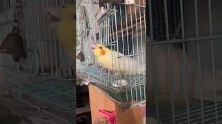 Birds Related information 🦜 birds cockatiel information shortsfeed parrot [upl. by Kcirej]