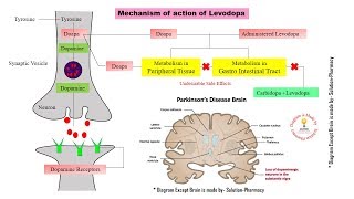 Parkinsons Disease  Mechanism of Action of Levodopa and Carbidopa  Parkinsonism  Levodopa [upl. by Ispep185]