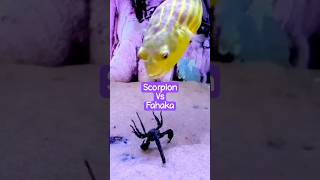 Scorpion vs fahaka puffer brianaquatic aquarium shorts [upl. by Woothen195]