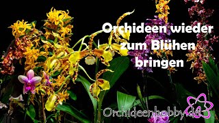 So verwandelst du deine Orchideen in blühende Schönheiten [upl. by Kered794]