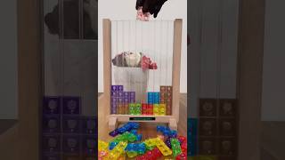 Tetris Game Colored Puzzle Blocks [upl. by Yleoj]