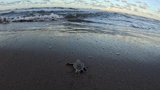 Costa Rica Tortuguero [upl. by Townsend]