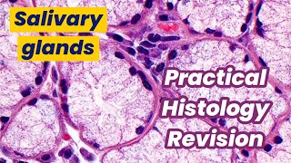 Practical histology revision Salivary glands [upl. by Caz]