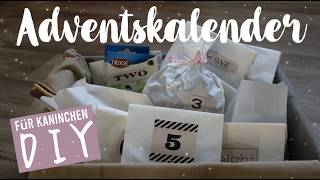 Adventskalender für Kaninchen  DIY  Kaninchenstar [upl. by Ellerrehs107]