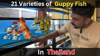 Guppy Fish Farm in Thailand Year 2024 [upl. by Yarb]