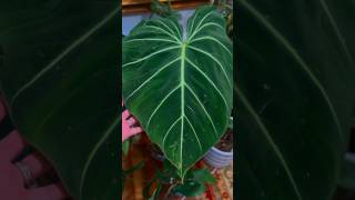 Massive Philodendron Gloriosum Houseplant [upl. by Arahs]