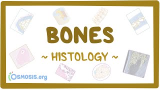 Bones Histology [upl. by September]