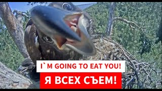 ОПАСНЫЙ Танай🐥😲😈🤣Dangerous Tanai🌲Камычи•30062024 [upl. by Ivana]