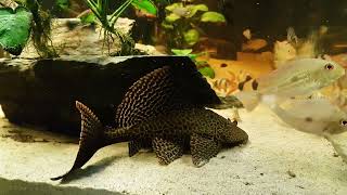 L165 gibbiceps 900 Liter Aquarium fish tank  Acanthicus Adonis L155 Pleco [upl. by Ennovahc426]