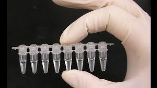 PCR optimization  PCR technique [upl. by Gnoz254]