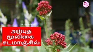 அற்புத மூலிகை சடமாஞ்சில்  Jatamansi Benefits in Tamil [upl. by Ahtibbat]