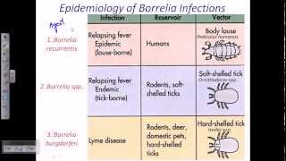 Borrelia sp [upl. by Edrick]