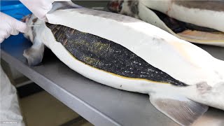 How Sturgeon Caviar Is Farmed and Processed  How it made Caviar  Sturgeon Caviar Farm [upl. by Acinelav]