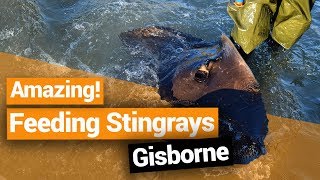 🐟 Feeding Wild Stingrays in Gisborne – New Zealands Biggest Gap Year – Backpacker Guide New Zealand [upl. by Aduh]