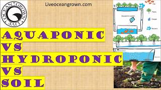 Aquaponics vs Hydroponics vs Soil gardening advantages and disadvantages [upl. by Braswell]