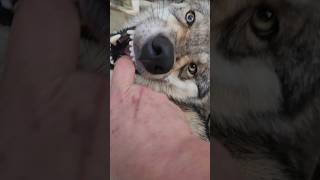 Do Wolves Like Pet petwolf wolfpup wolfdog [upl. by Boynton311]