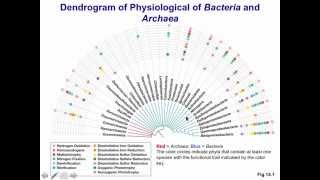 Diversity of Microbes [upl. by Sigler]