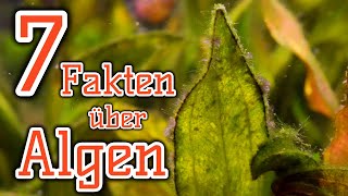 Sieben Fakten über Algen  Algen im Aquarium  Intro Algenreihe [upl. by Heida224]