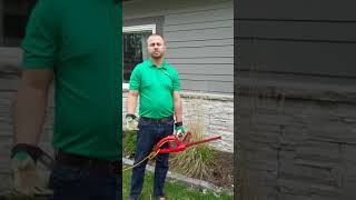 Cutting Ornamental Grass With a Hedge Trimmer [upl. by Tonina]