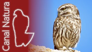 Mochuelo europeo Athene noctua Little Owl 4K [upl. by Yemaj284]